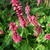 Persicaria amplexicaulis 'Firetail'