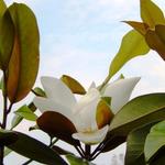 Magnolia grandiflora - Beverboom