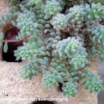 Sedum dasyphyllum subsp. granatense