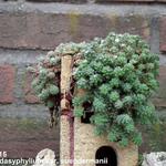 Sedum dasyphyllum subsp. granatense  - Vetkruid