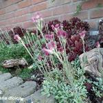 Antennaria dioica - Rozenkransje - Antennaria dioica