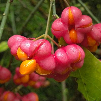 Euonymus europaeus - Kardinaalsmuts , wilde kardinaalsmuts