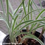 Tulbaghia violacea 'Silver Lace' - Moeraslook, kaapse knoflook, Knobi Flirt