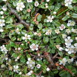 Kleinbladige dwergmispel - Cotoneaster  microphyllus