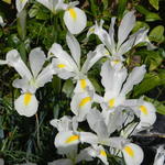 Iris x hollandica 'White Van Vliet' - Hollandse boliris