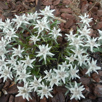 Integratie Dek de tafel Verloren hart Edelweiss - Leontopodium souliei 'Alpina White'