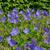 Geranium himalayense 'Baby Blue'