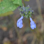 Salvia atrocyanea - Salie