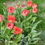Tulipa 'Van Eijk' - Tulp