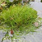 Eleocharis acicularis - Naaldwaterbies, Naaldgras