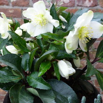 Helleborus x ericsmithii HGC 'Marlon'