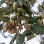 Quercus suber - Kurkeik