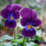 Viola cornuta - Hoornviooltje