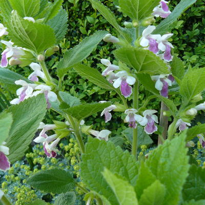 Bijenblad,Bastaardmelise - Melittis melissophyllum