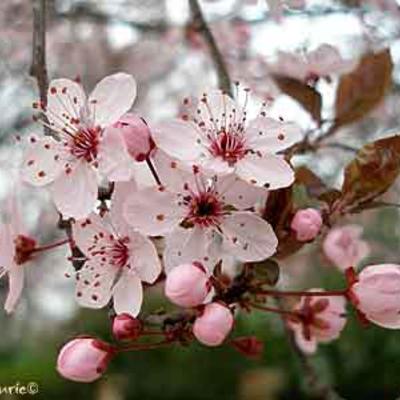 Pruimelaar - Prunus domestica