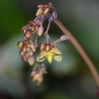 Epimedium pinnatum 'Black Sea'