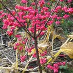 Kardinaalsmuts - Euonymus europaeus 'Red Cascade'