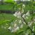 Halesia diptera 'Grandiflora'