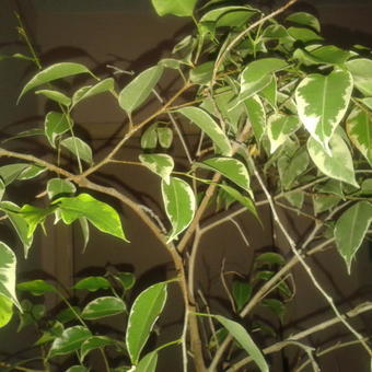 Ficus Benjamina 'Golden King'