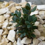 Buxus rugulosa var. prostrata  - Buxus, boordpalm, palmboompje