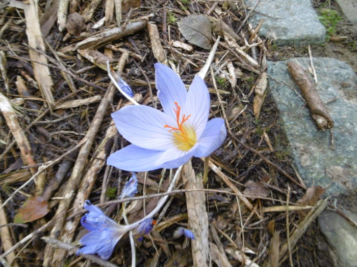 Verzorgen Dusver programma Krokus, saffraankrokus - Crocus sativus