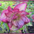 Helleborus orientalis 'DOUBLE ELLEN'-serie