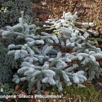 Picea pungens 'Glauca Procumbens'