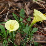 Narcissus romieuxii 'Julia Jane'  - Narcis, miniatuurnarcis