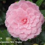 Camellia japonica 'Mrs. Tingley' - Camelia