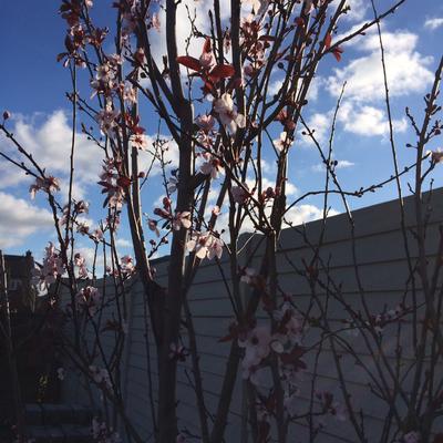 Kerspruim - Prunus cerasifera 'Nigra' 