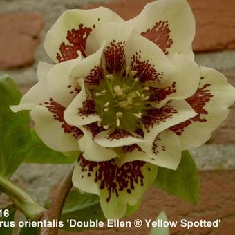 Helleborus orientalis 'DOUBLE ELLEN Yellow Spotted'
