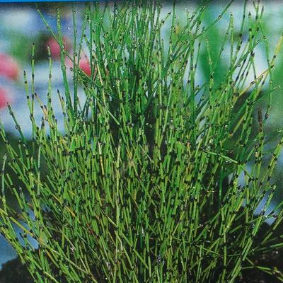 Dwergholpijp - Equisetum scirpoides