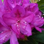 Rhododendron 'Anna Krusche' - Rododendron