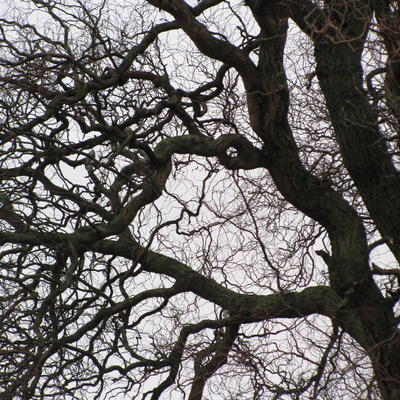 Salix babylonica 'Tortuosa' - Krulwilg
