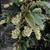 Ribes laurifolium
