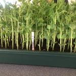 Pisum sativum 'Oregon Sugar Pod' - Sluimererwten, peultjes