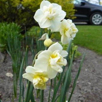 Narcissus tazetta 'Bridal Crown'