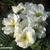 Primula polyanthus
