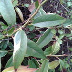Leucothoe fontanesiana 'Whitewater' - Druifheide