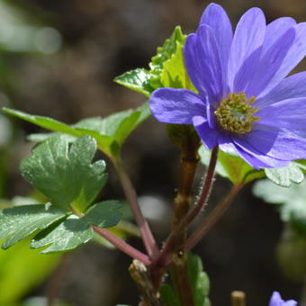 Anemone blanda 'Blue Shades'