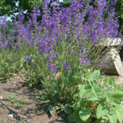 Veldsalie - Salvia pratensis