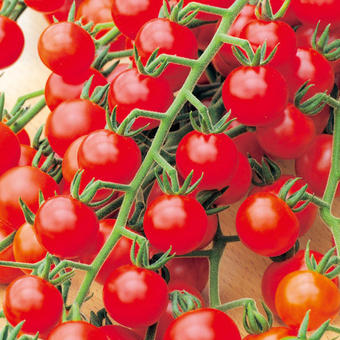 Lycopersicon esculentum 'Cherry'