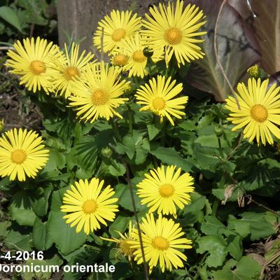 Doronicum orientale - Voorjaarszonnebloem/Gele margriet