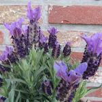 Lavandula angustifolia ‘Ellagance Purple’ - Lavendel
