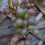 Vitis vinifera 'Roland' - Druif, roze druif