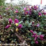 Polygala chamaebuxus 'Grandiflora' - Vleugeltjesbloem