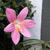 Zephyranthus grandiflora