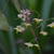 Epimedium pinnatum 'Black Sea'
