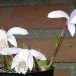 Pleione Hybrids - Orchidee