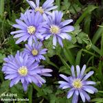 Anemone blanda - Oosterse anemoon